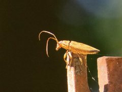 Temnosternus planiusculus