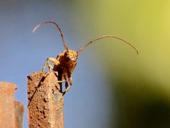 Temnosternus planiusculus