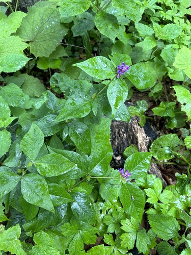 Image of Vicia ohwiana by (c) Tatyana Petrenko, some rights reserved (CC BY)