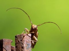 Temnosternus planiusculus