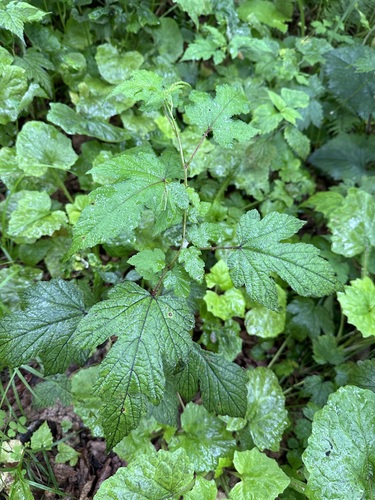 Image of Rubus Crataegifolius (Rubus crataegifolius) by (c) Tatyana Petrenko, some rights reserved (CC BY)