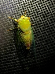 Chremistica ochracea