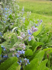 Pentaglottis sempervirens