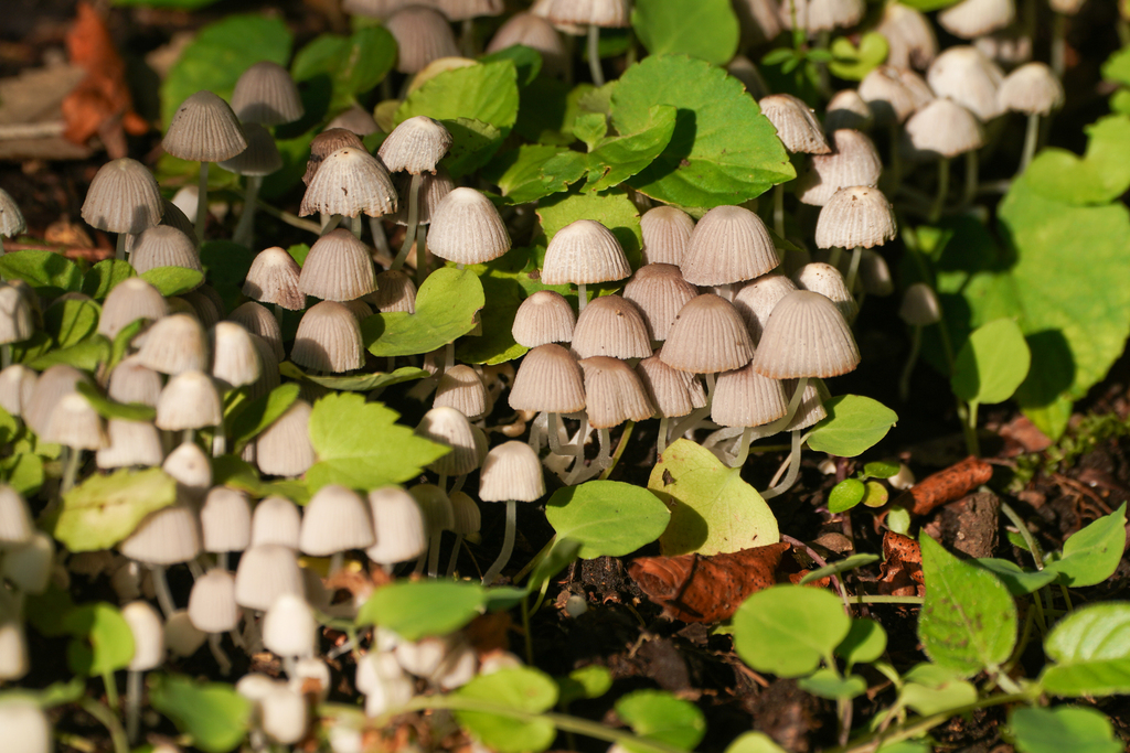 Coprinellus disseminatus · June 2024 · photo: © tbc_watanabe (iNaturalist, cc-by)