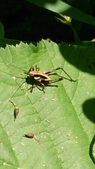 Eupholidoptera
