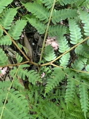 Pteris tripartita