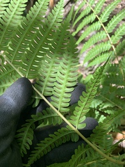Pteris tripartita