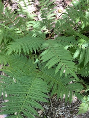 Pteris tripartita