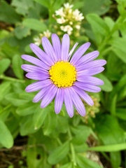 Aster oldhamii