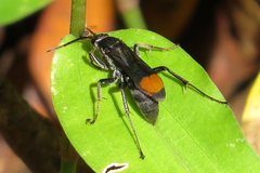 Calopompilus irritabilis