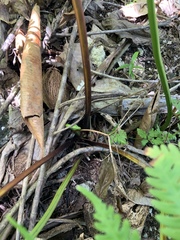 Pteris tripartita