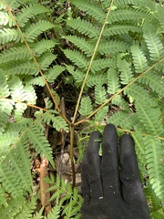 Pteris tripartita