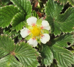 Fragaria hayatae