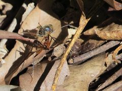 Leptomyrmex cnemidatus