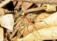 Leptomyrmex cnemidatus