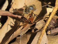 Leptomyrmex cnemidatus