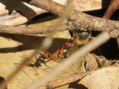 Leptomyrmex cnemidatus