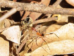 Leptomyrmex cnemidatus