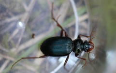 Leistus spinibarbis