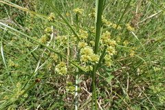 Cyperus entrerianus