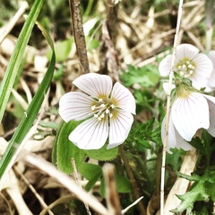 Oxalis griffithii