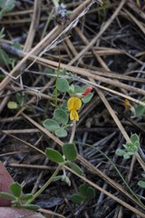 Acmispon decumbens