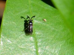 Styracotechys dicelysma