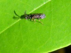 Styracotechys dicelysma