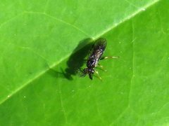 Styracotechys dicelysma