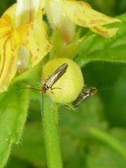 Micropterix calthella