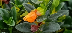 Nematanthus