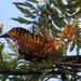 Northeastern Spangled Drongo - Photo (c) Rose Robin, some rights reserved (CC BY-NC-SA), uploaded by Rose Robin