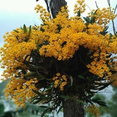 Dendrobium fimbriatum