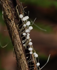 Mycena albidocapillaris