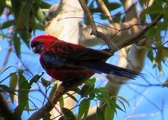 Platycercus elegans elegans