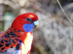 Platycercus elegans elegans