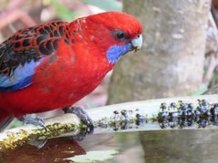 Platycercus elegans elegans