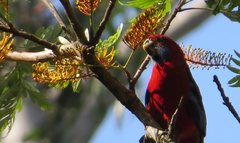 Platycercus elegans elegans