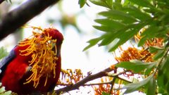 Platycercus elegans elegans