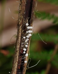 Mycena albidocapillaris