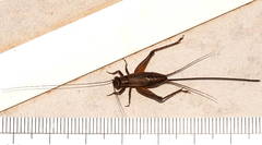 Eurepa marginipennis