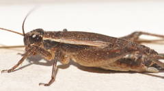 Eurepa marginipennis