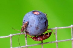 Dimorphochilus pascoei