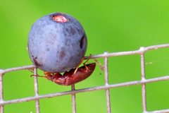 Dimorphochilus pascoei