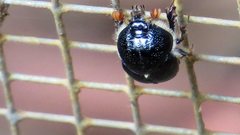 Gilletinus williamsi