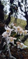 Coelogyne