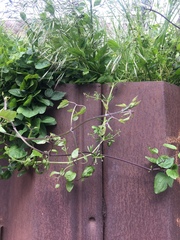 Clematis vitalba
