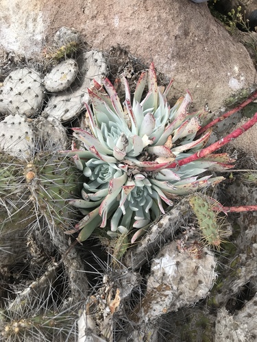 Dudleya candida