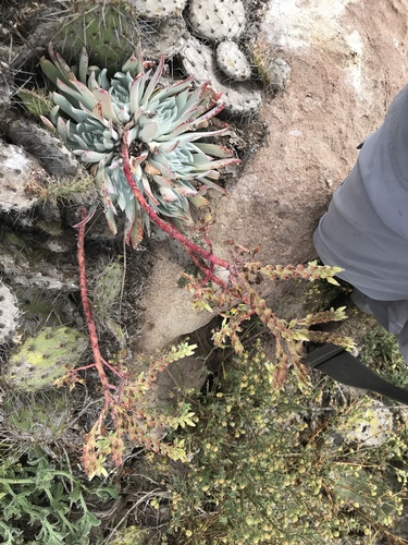 Dudleya candida