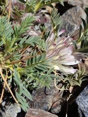 Astragalus nevadensis